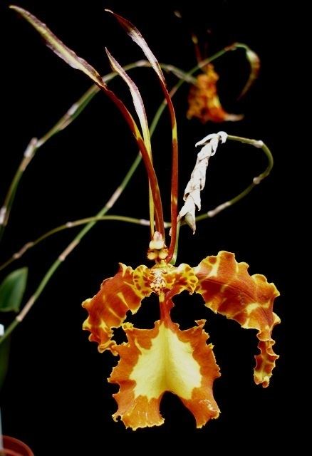 Psychopsis 78 images about Psychopsis on Pinterest Blossoms Maids and The