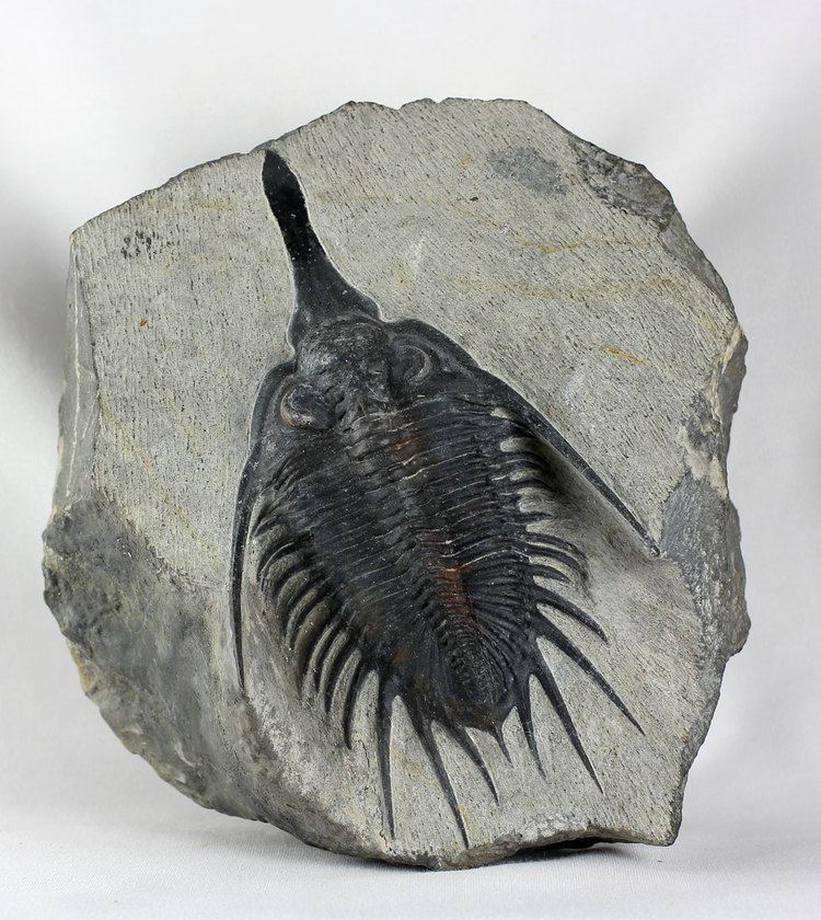Psychopyge Psychopyge elegans PaleoSearch High Quality Fossils for Sale