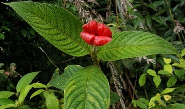 Psychotria Psychotria Elata a flower with luscious lips