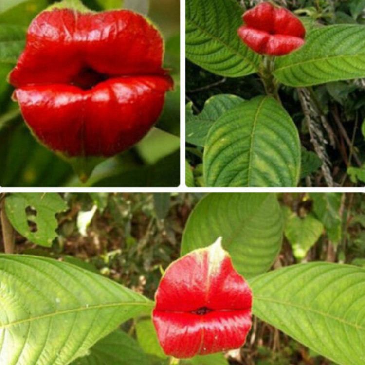Psychotria Compare Prices on Psychotria Elata Seeds Online ShoppingBuy Low