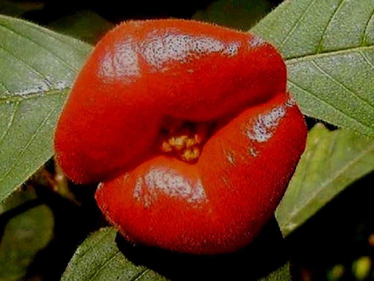 Psychotria Psychotria elata Hot Lips World of Flowering Plants