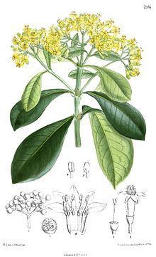 Psychotria capensis httpsuploadwikimediaorgwikipediacommonsthu