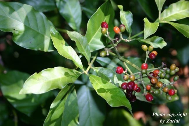 Psychotria carthagenensis Erowid Online Books quotAyahuasca alkaloids plants and analogsquot by
