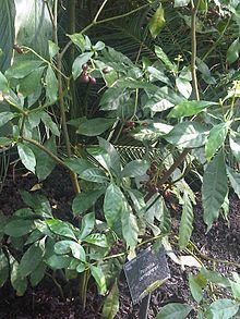 Psychotria carthagenensis httpsuploadwikimediaorgwikipediacommonsthu