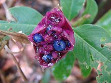 Psychotria colorata httpsuploadwikimediaorgwikipediacommonsthu