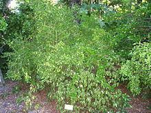 Psychotria ligustrifolia httpsuploadwikimediaorgwikipediacommonsthu
