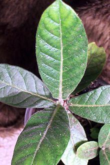 Psychotria loniceroides httpsuploadwikimediaorgwikipediacommonsthu