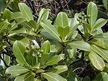 Psychotria mariniana httpsuploadwikimediaorgwikipediacommonsthu