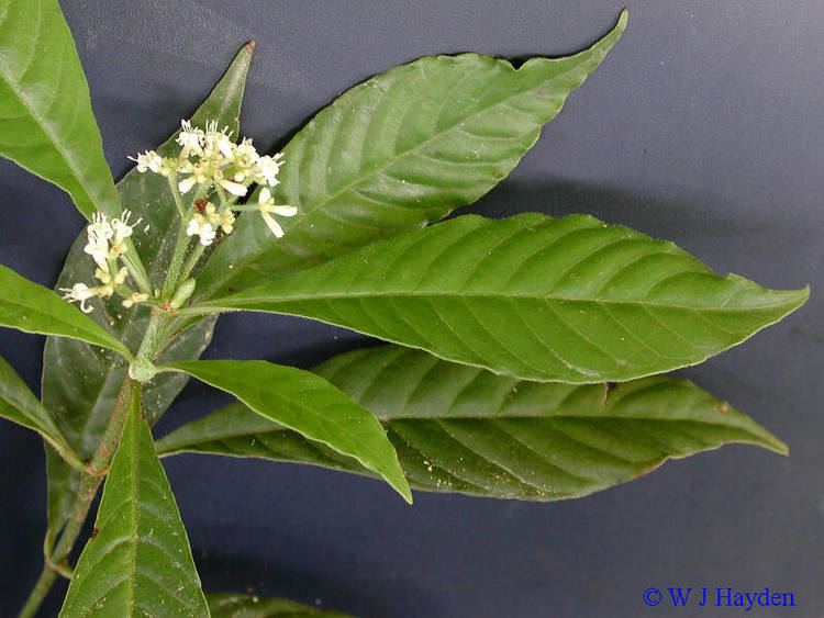 Psychotria nervosa psychotrianervosa515103sJPG