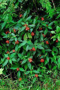 Psychotria poeppigiana httpsuploadwikimediaorgwikipediacommonsthu