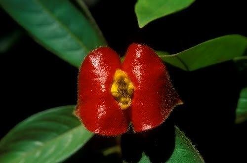 Psychotria poeppigiana Hot Lips Psychotria poeppigiana Belize