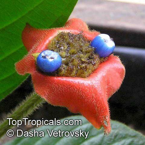 Psychotria poeppigiana Psychotria poeppigiana Hot Lips Labios Ardientes TopTropicalscom