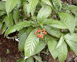 Psychotria viridis 790Chacruna SpiritQuest Ayahuasca amp Huachuma Plant Medicine
