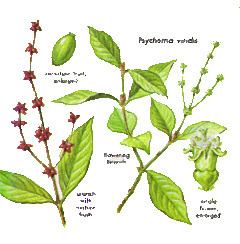 Psychotria viridis httpsuploadwikimediaorgwikipediacommonsthu