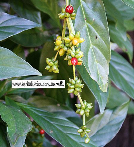 Psychotria viridis Psychotria viridis Chacruna 39Shipibo39 seed Herbalistics
