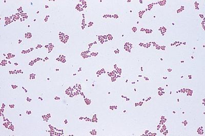 Psychrobacter Psychrobacter MicrobeWiki