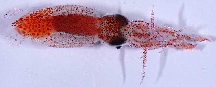 Psychroteuthis glacialis httpsuploadwikimediaorgwikipediacommons22