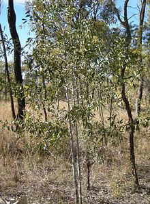 Psydrax oleifolia httpsuploadwikimediaorgwikipediacommonsthu