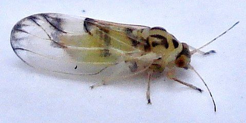Psylloidea DSC04826 Homoptera Psylloidea Psyllopsis fraxini Flickr