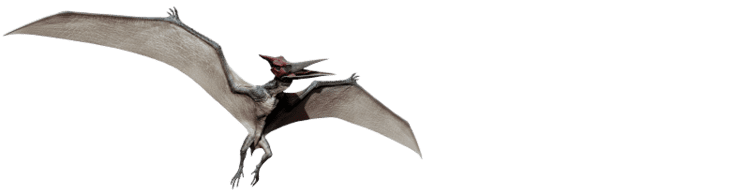 Pteranodon pteranodoninfographicpng