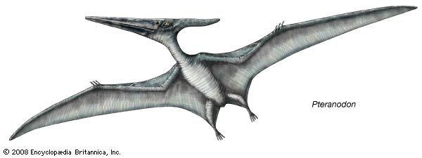 Pteranodon Pteranodon fossil flying reptile Britannicacom