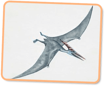 Pteranodon cdnkidsdinoscomwpcontentuploads201509Ptera