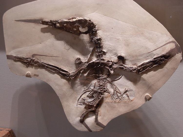 Pteranodontia