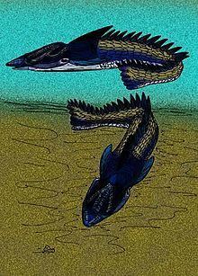 Pteraspidiformes httpsuploadwikimediaorgwikipediacommonsthu
