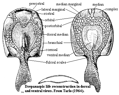 Pteraspidomorphi Palaeos Vertebrates Pteraspidomorphi Psammosteida 1