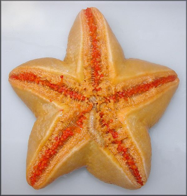 Pteraster tesselatus tesselatus Ives 1888 Slime Star