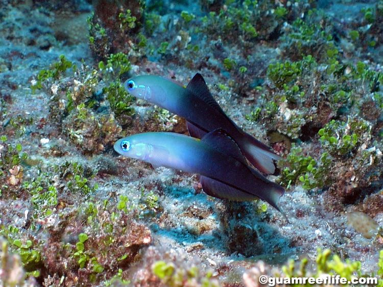 Ptereleotris evides guamreeflifecom ID dartfishes