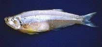 Pterengraulis atherinoides wwwfishbaseusimagesthumbnailsjpgtnPtathu0jpg