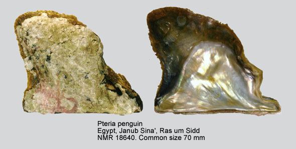 Pteria penguin HomeNATURAL HISTORY MUSEUM ROTTERDAM Mollusca Bivalvia