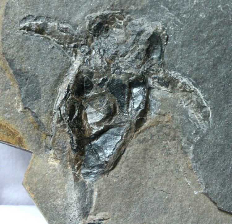Pterichthyodes Pterichthyodesjpg