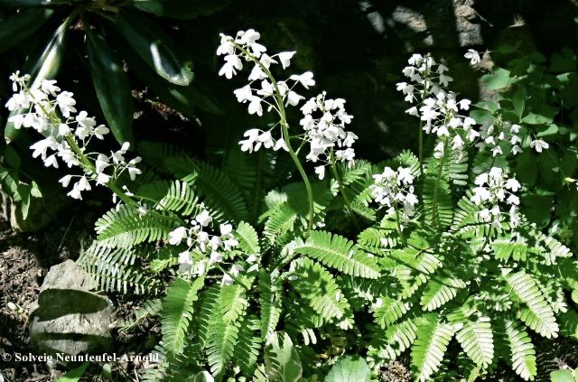 Pteridophyllum Pteridophyllum racemosum