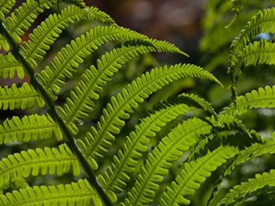 Pteridophyte Pteridophytes Ferns and fern allies The Plant List