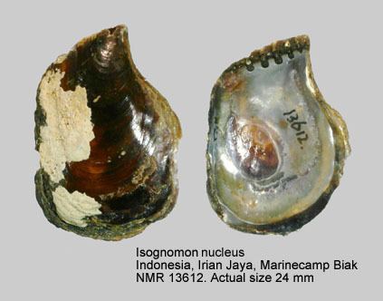 Pteriidae HomeNATURAL HISTORY MUSEUM ROTTERDAM Mollusca Bivalvia
