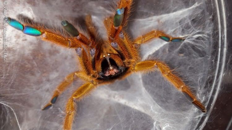 Pterinochilus murinus Pterinochilus murinus Orange Baboon Tarantula OBT Female Adult