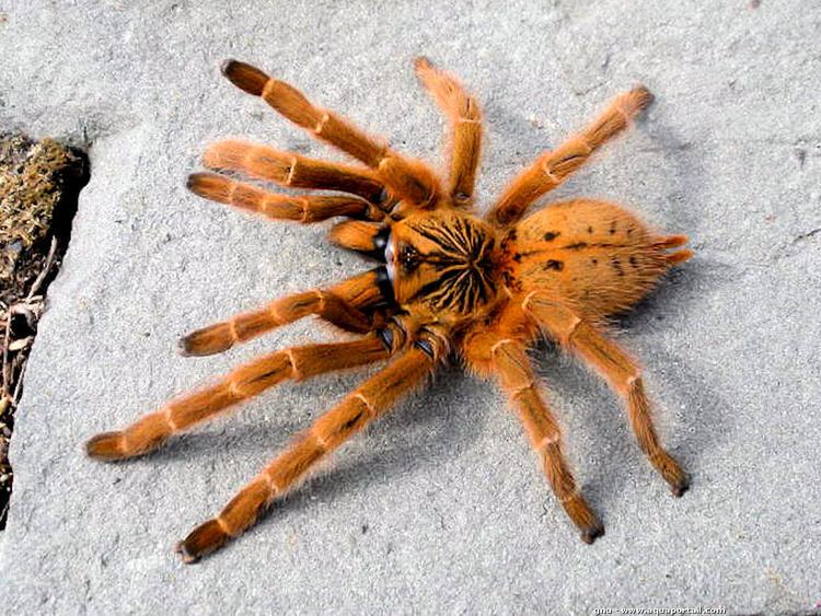 Pterinochilus murinus 10 Best images about Tarantulas on Pinterest Singapore Midnight