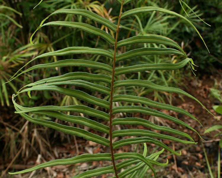 Pteris vittata Flora of Zimbabwe Species information individual images Pteris