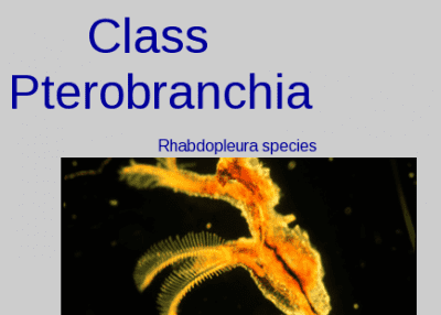 Pterobranchia Class Pterobranchia Animalia Flora and Fauna