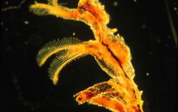 Pterobranchia httpsfacultywashingtonedubjswallaHemichorda