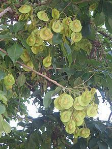 Pterocarpus httpsuploadwikimediaorgwikipediacommonsthu