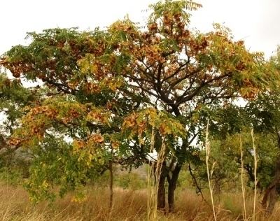 Pterocarpus angolensis Photos of South African Plants Category Trees Image