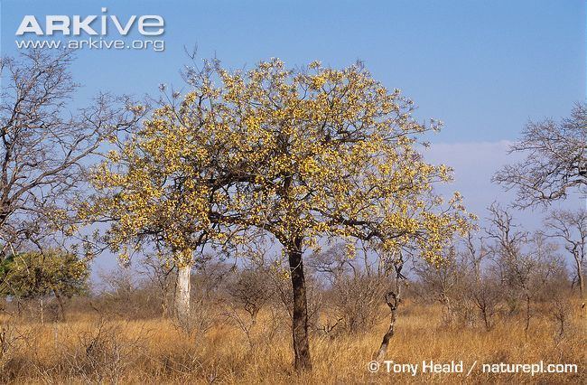 Pterocarpus angolensis Bleedwood tree videos photos and facts Pterocarpus angolensis