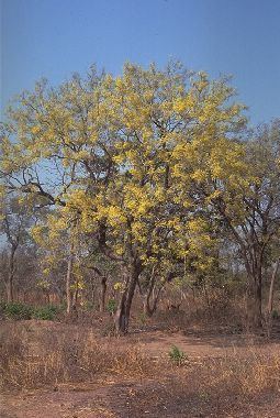 Pterocarpus erinaceus Agrofostree Species profile
