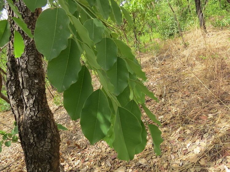 Pterocarpus erinaceus Central African Plants A Photo Guide Pterocarpus erinaceus Poir