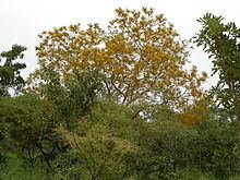 Pterocarpus erinaceus httpsuploadwikimediaorgwikipediacommonsthu