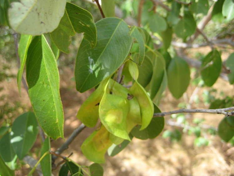 Pterocarpus erinaceus Central African Plants A Photo Guide Pterocarpus erinaceus Poir