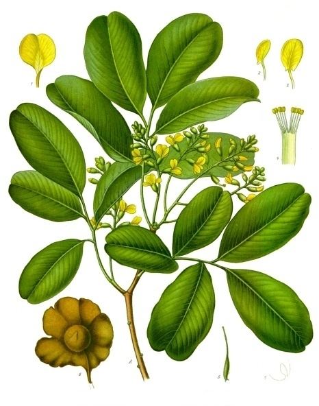 Pterocarpus Pterocarpus marsupium Wikipedia